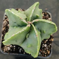 Astrophytum myriostigma v nudum “CV FUKURYU HAKUJO”