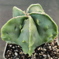 Astrophytum myriostigma v. nudum „CV FUKURYU HAKUJO“