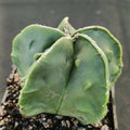 Astrophytum myriostigma v nudum “CV FUKURYU HAKUJO”