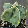 Astrophytum myriostigma v nudum “CV FUKURYU HAKUJO”