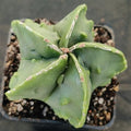 Astrophytum myriostigma v nudum “CV FUKURYU HAKUJO”