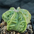 Astrophytum myriostigma v nudum “CV FUKURYU RED HAKUJO”