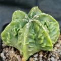 Astrophytum myriostigma v nudum “CV FUKURYU RED HAKUJO”