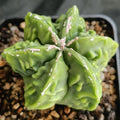 Astrophytum myriostigma v nudum „CV FUKURYU RED HAKUJO“