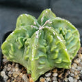 Astrophytum myriostigma v nudum “CV FUKURYU RED HAKUJO”