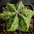 Astrophytum myriostigma v nudum “CV FUKURYU RED HAKUJO”
