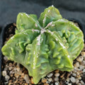 Astrophytum myriostigma v nudum “CV FUKURYU RED HAKUJO”