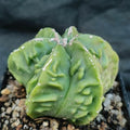 Astrophytum myriostigma v nudum “CV FUKURYU RED HAKUJO”