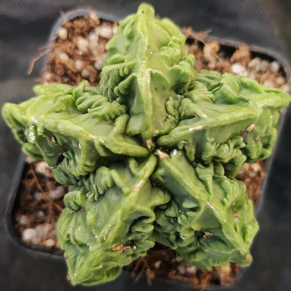 Astrophytum myriostigma v nudum “CV FUKURYU” SUPER SELECTED"