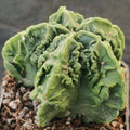Astrophytum myriostigma v nudum “CV FUKURYU” SUPER SELECTED"