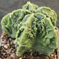 Astrophytum myriostigma v nudum “CV FUKURYU” SUPER SELECTED"