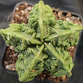 Astrophytum myriostigma v nudum “CV FUKURYU” SUPER SELECTED"
