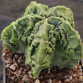Astrophytum myriostigma v nudum “CV FUKURYU” SUPER SELECTED"