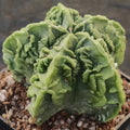 Astrophytum myriostigma v nudum “CV FUKURYU” SUPER SELECTED"