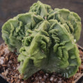 Astrophytum myriostigma v nudum “CV FUKURYU” SUPER SELECTED"