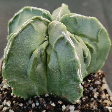 Astrophytum myriostigma v nudum „CV FUKURYU“