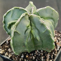 Astrophytum myriostigma v nudum “CV FUKURYU”