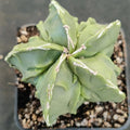 Astrophytum myriostigma v nudum “CV FUKURYU”