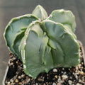 Astrophytum myriostigma v nudum “CV FUKURYU”