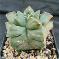 Astrophytum myriostigma v nudum “CV KIKO”