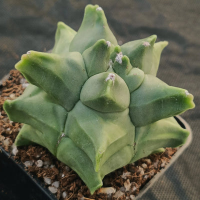 Astrophytum myriostigma v nudum  “CV KIKO”