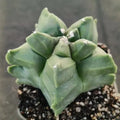 Astrophytum myriostigma v nudum “CV KIKO”
