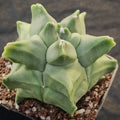 Astrophytum myriostigma v nudum  “CV KIKO”