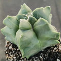 Astrophytum myriostigma v nudum “CV KIKO”