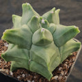 Astrophytum myriostigma v nudum  “CV KIKO”