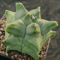 Astrophytum myriostigma v nudum  “CV KIKO”