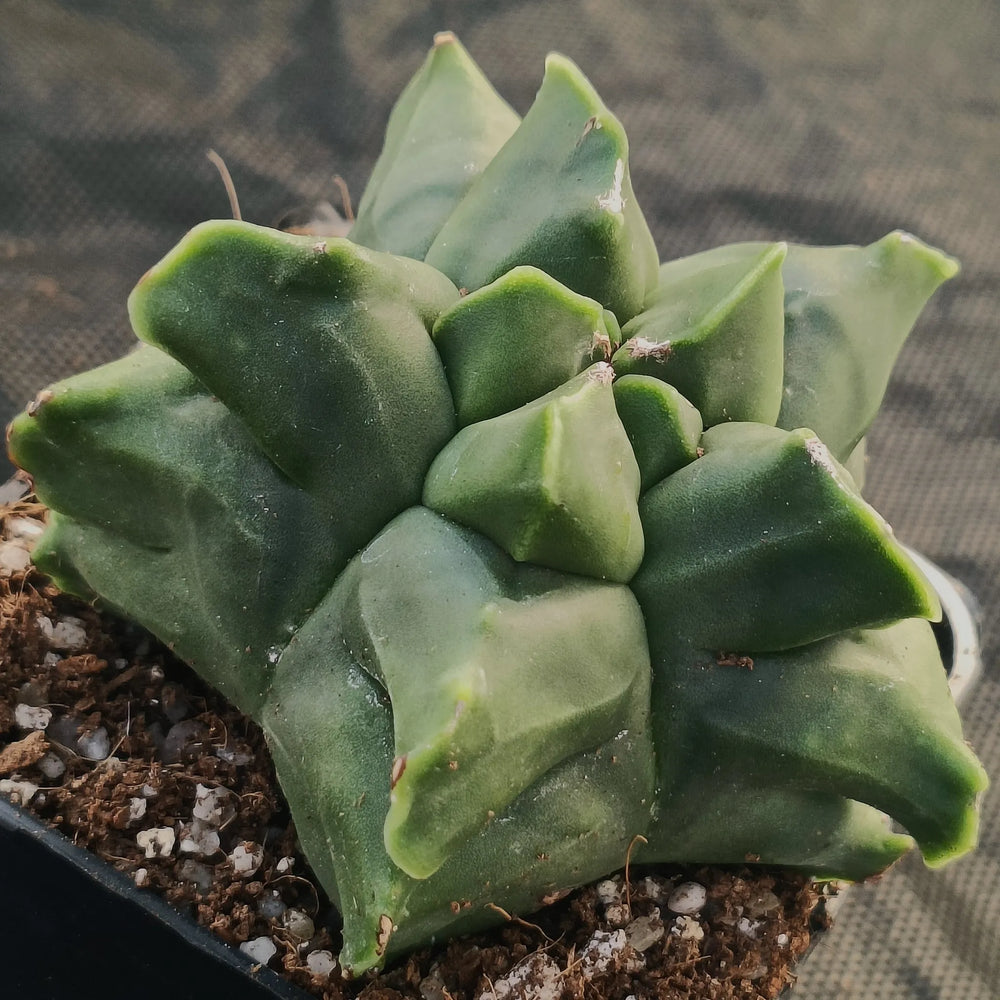 Astrophytum myriostigma v nudum “CV KIKO” SPECIAL PLANT SUPER SELECTED