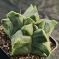 Astrophytum myriostigma v nudum “CV KIKO” SPECIAL PLANT SUPER SELECTED