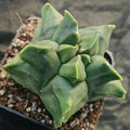 Astrophytum myriostigma v nudum “CV KIKO” SPECIAL PLANT SUPER SELECTED