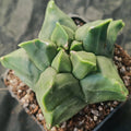 Astrophytum myriostigma v nudum “CV KIKO” SPECIAL PLANT SUPER SELECTED
