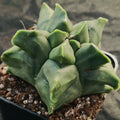 Astrophytum myriostigma v nudum “CV KIKO” SPECIAL PLANT SUPER SELECTED