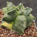 Astrophytum myriostigma v nudum “CV KIKO” VARIEGATA