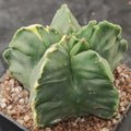 Astrophytum myriostigma v nudum “CV KIKO”  VARIEGATA