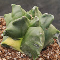 Astrophytum myriostigma v nudum “CV KIKO” VARIEGATA