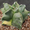 Astrophytum myriostigma v nudum “CV KIKO” VARIEGATA