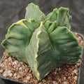 Astrophytum myriostigma v nudum “CV KIKO”  VARIEGATA