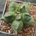 Astrophytum myriostigma v nudum “CV KIKO” VARIEGATA