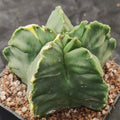 Astrophytum myriostigma v nudum “CV KIKO”  VARIEGATA