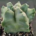Astrophytum myriostigma v nudum “CV KIKO”