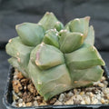 Astrophytum myriostigma v nudum “CV KIKO”