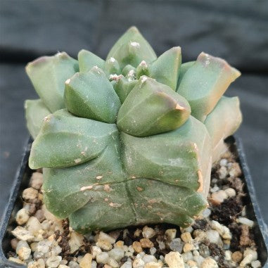 Astrophytum myriostigma v nudum “CV KIKO”