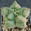 Astrophytum myriostigma v nudum “CV KIKO”
