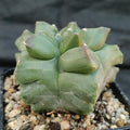 Astrophytum myriostigma v nudum “CV KIKO”