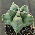Astrophytum myriostigma v nudum “CV KIKO”