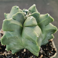 Astrophytum myriostigma v nudum “CV KIKO”