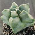 Astrophytum myriostigma v nudum “CV KIKO”